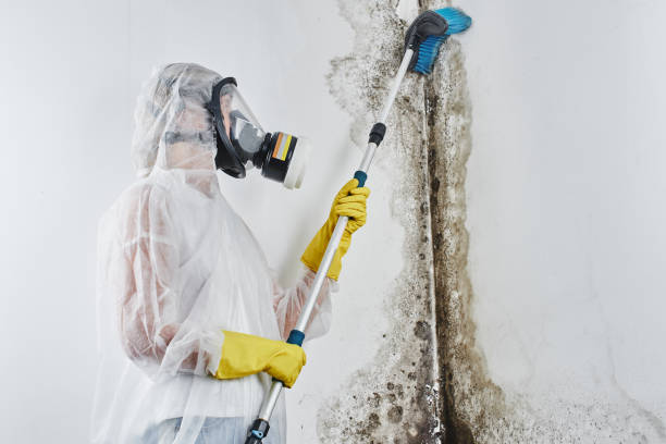 Best Same-Day Mold Removal  in Crowley Lake, CA