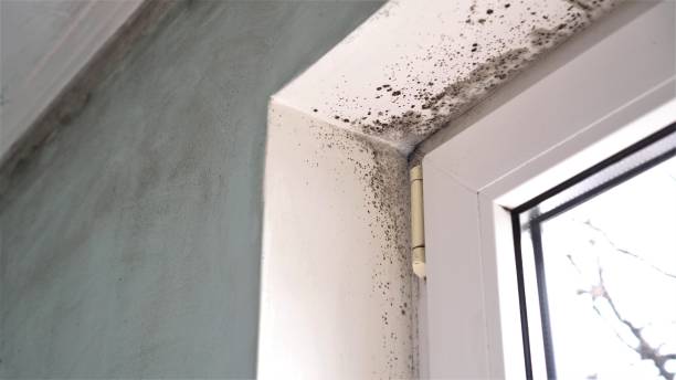 Best Professional Mold Removal  in Crowley Lake, CA