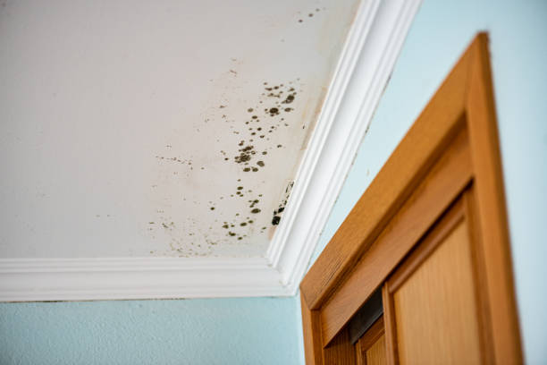Best Home Mold Removal  in Crowley Lake, CA