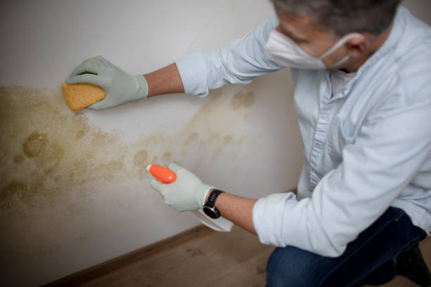 Best Mold Removal Specialists  in Crowley Lake, CA