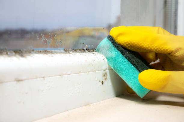 Reliable Crowley Lake, CA Mold Removal Solutions