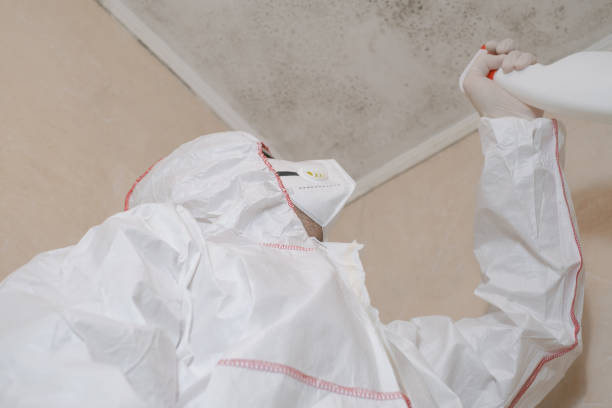 Best Fast Mold Removal  in Crowley Lake, CA