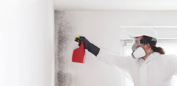 Best Office Mold Removal Services  in Crowley Lake, CA