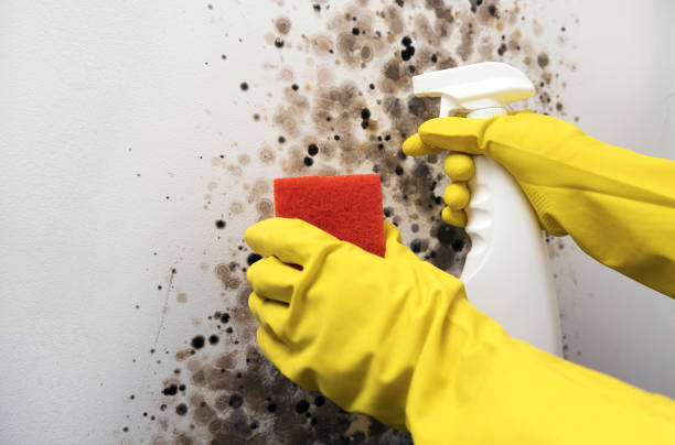 Best Mold Cleaning Services  in Crowley Lake, CA