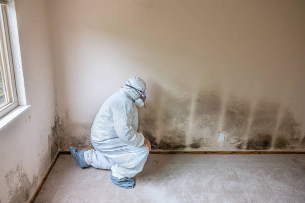 Best Best Mold Removal Companies  in Crowley Lake, CA
