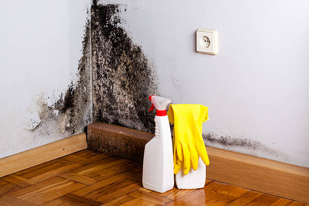 Best Emergency Mold Removal  in Crowley Lake, CA
