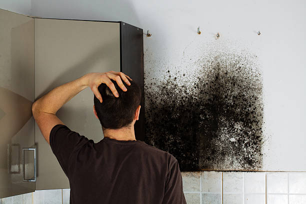Best Toxic Mold Removal  in Crowley Lake, CA