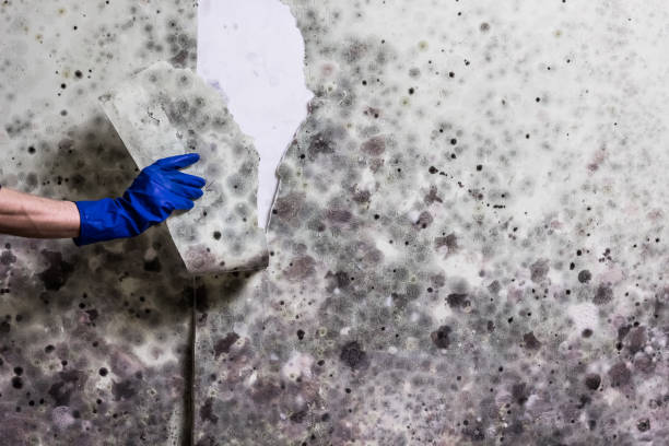 Best Attic Mold Removal  in Crowley Lake, CA