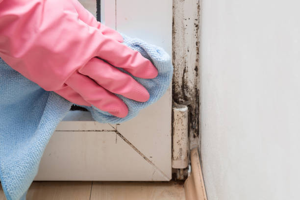 Best Mold Testing  in Crowley Lake, CA